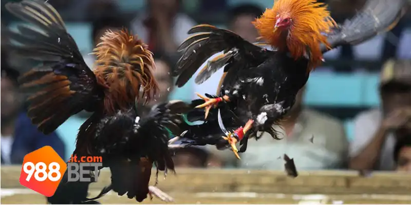 Đá Gà Thomo 988Bet: Trải Nghiệm Đá Gà Với Phần Thưởng Lớn 1 Đôi nét về Đá gà Thomo 988Bet