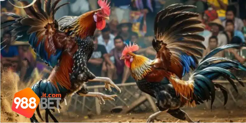 Đá Gà Thomo 988Bet: Trải Nghiệm Đá Gà Với Phần Thưởng Lớn 2 Đánh giá hình thức cược đá gà Thomo tại 988Bet